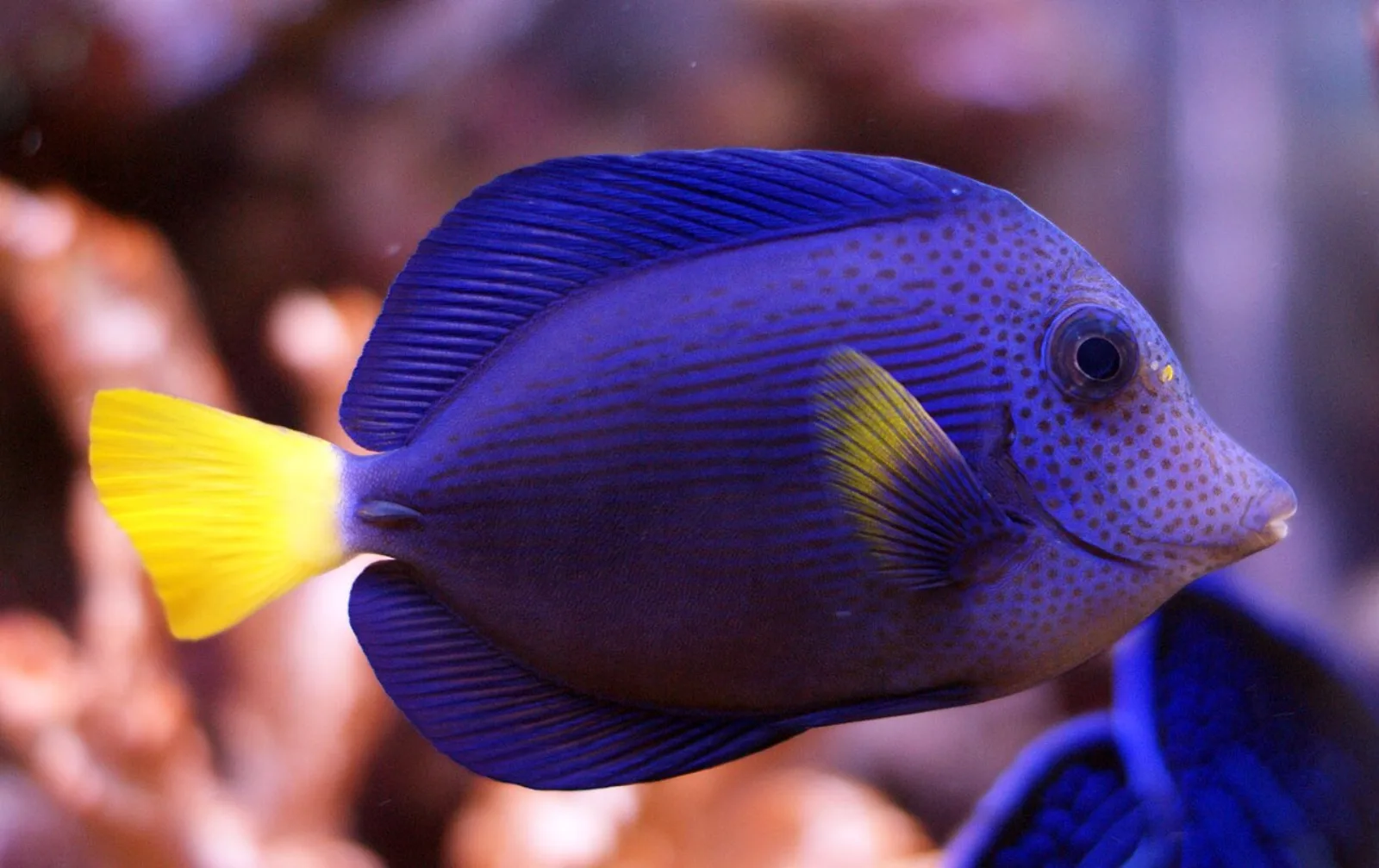 Purple tang