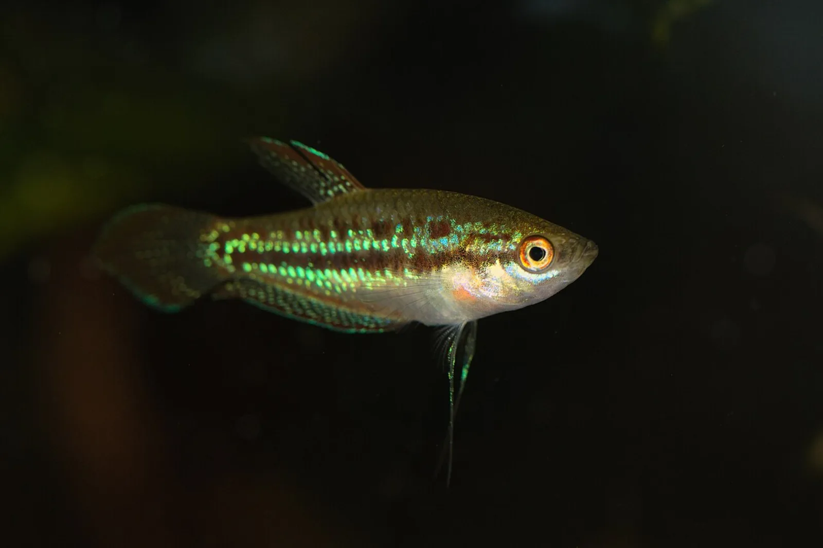 Pygmy gourami