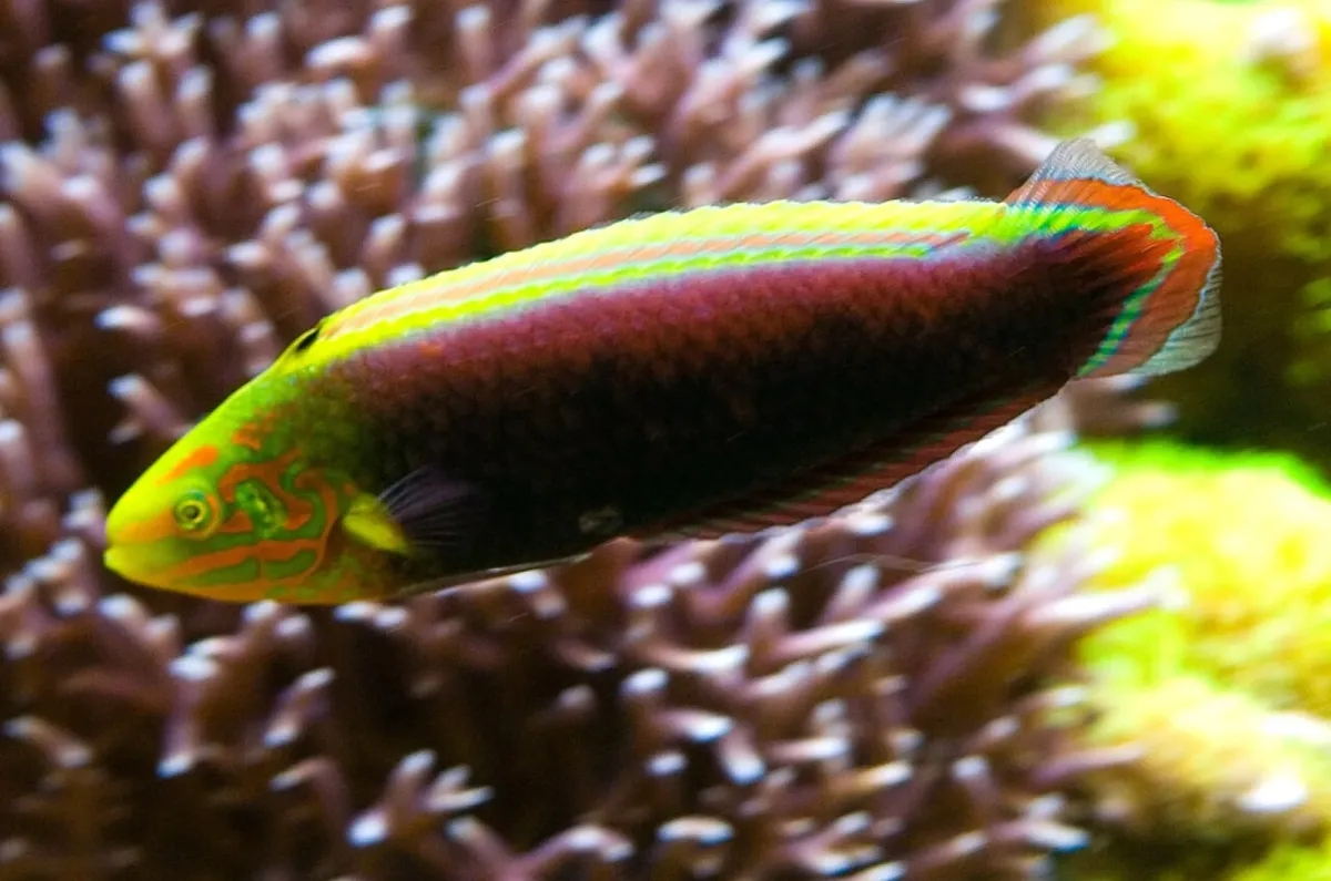 Radiant wrasse