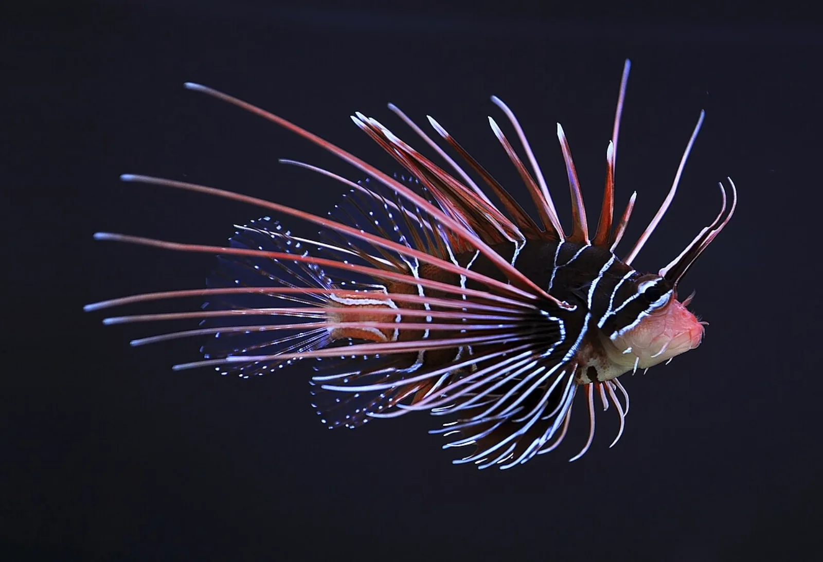 Radiata lionfish