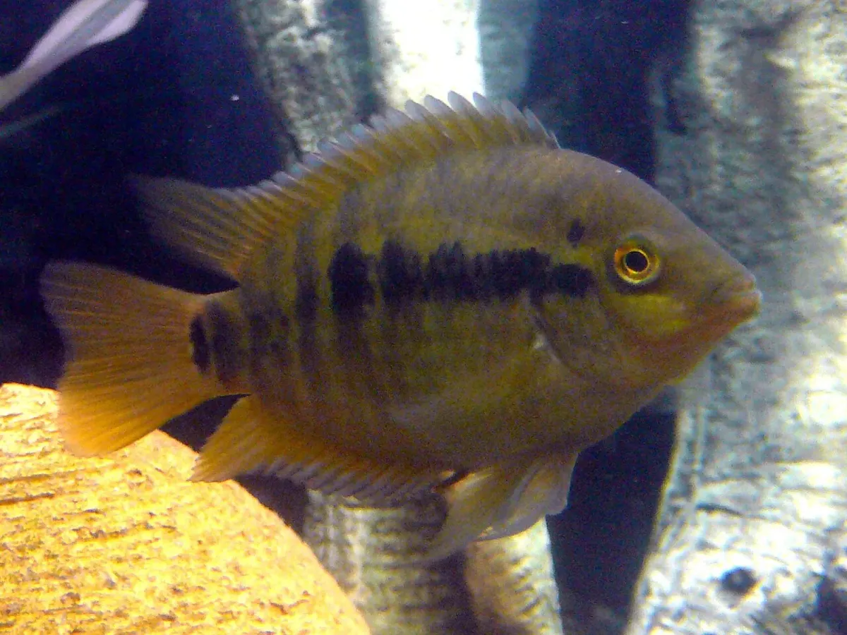Rainbow cichlid