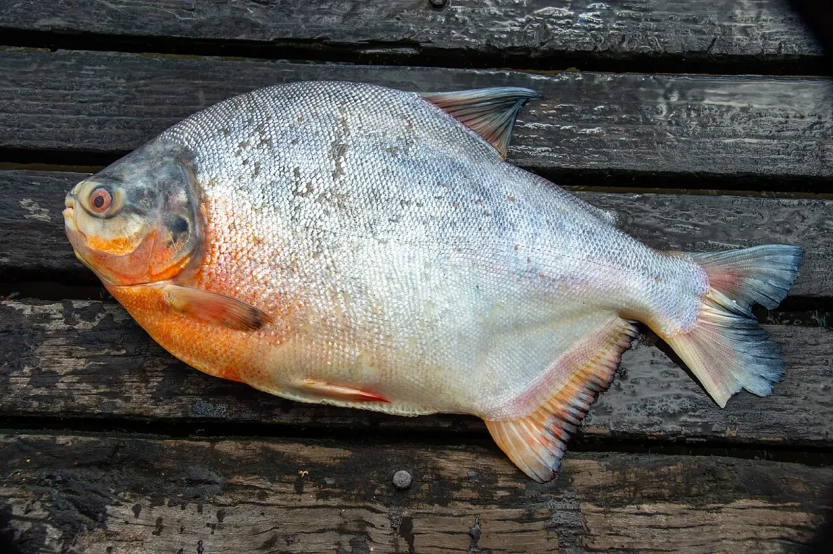 Red-bellied pacu