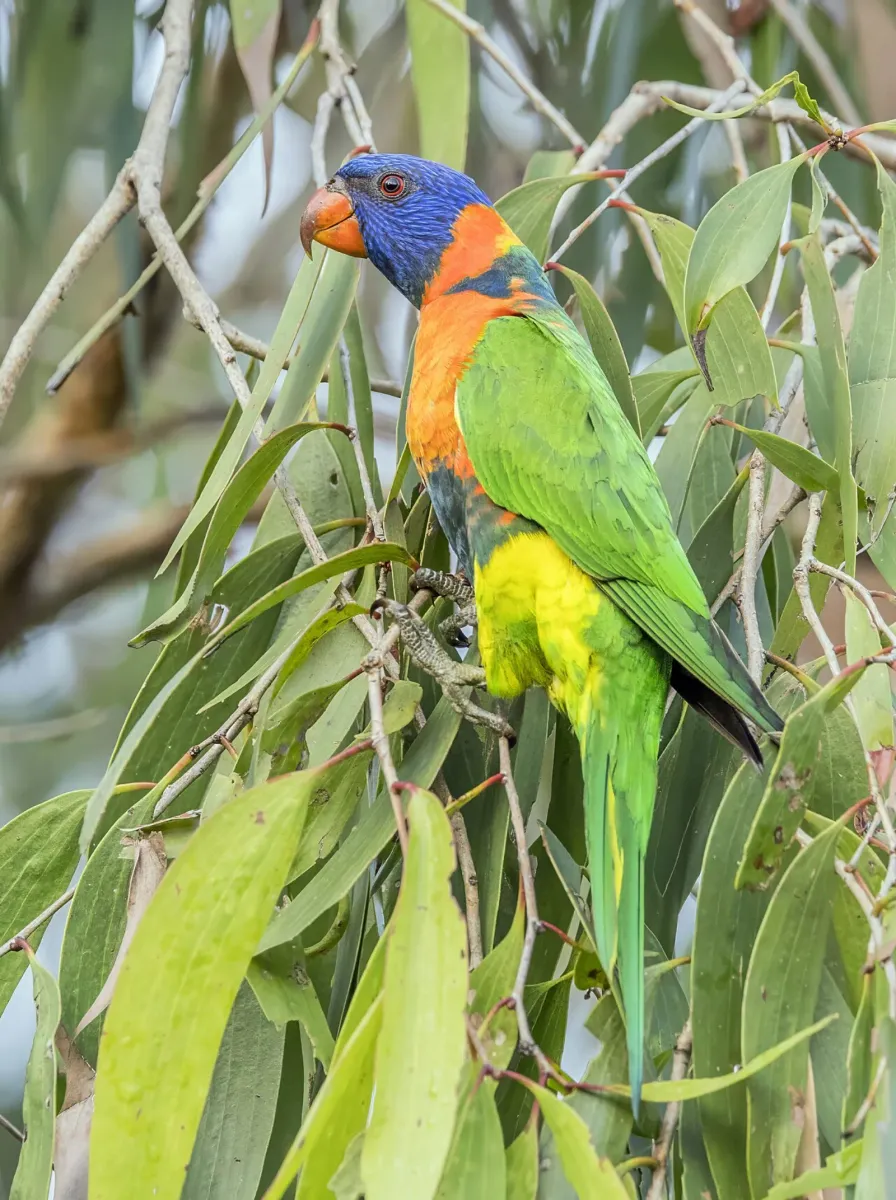 Red-collared lorikeet