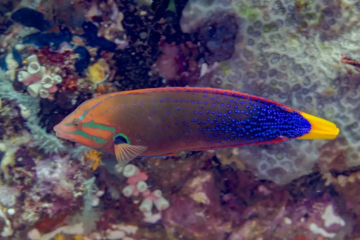 Red coris wrasse