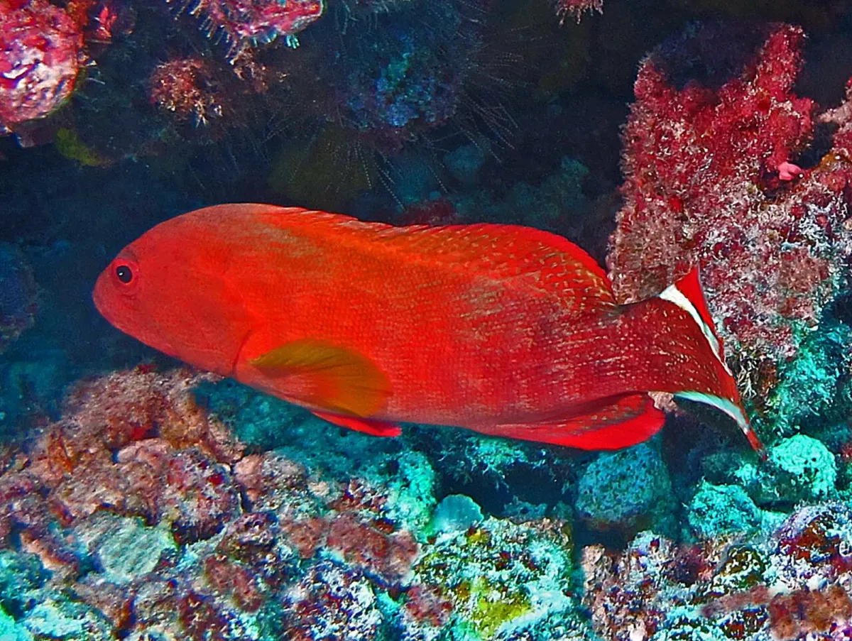 Red flag grouper