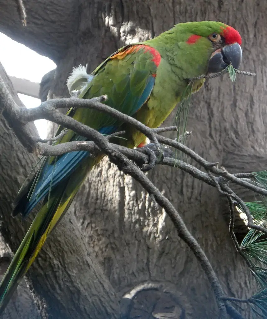 Red-fronted macaw