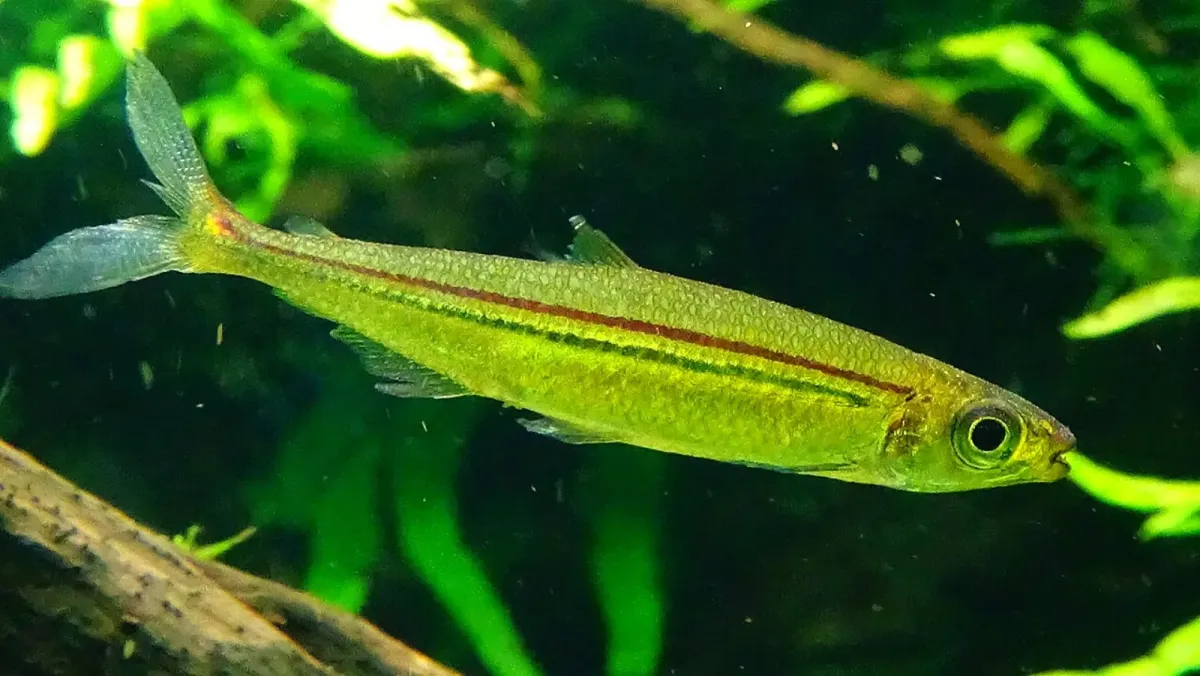Red-line lizard tetra