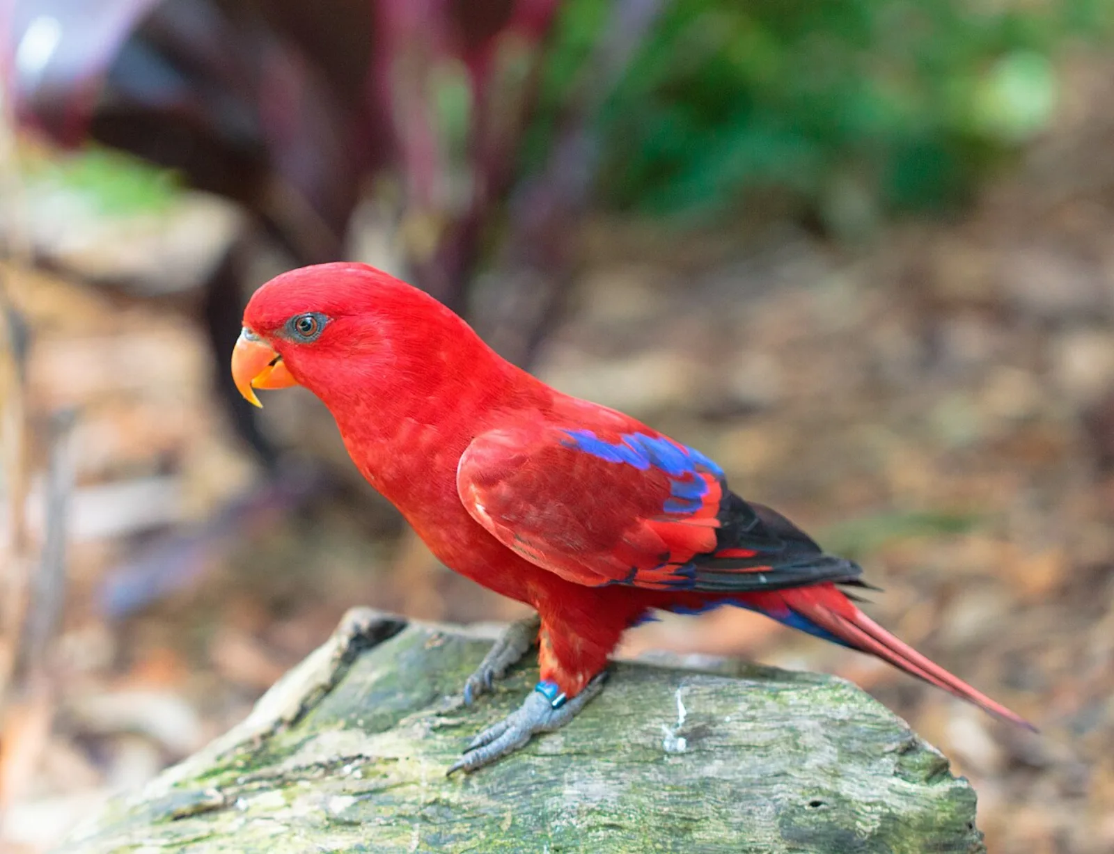 Red lory
