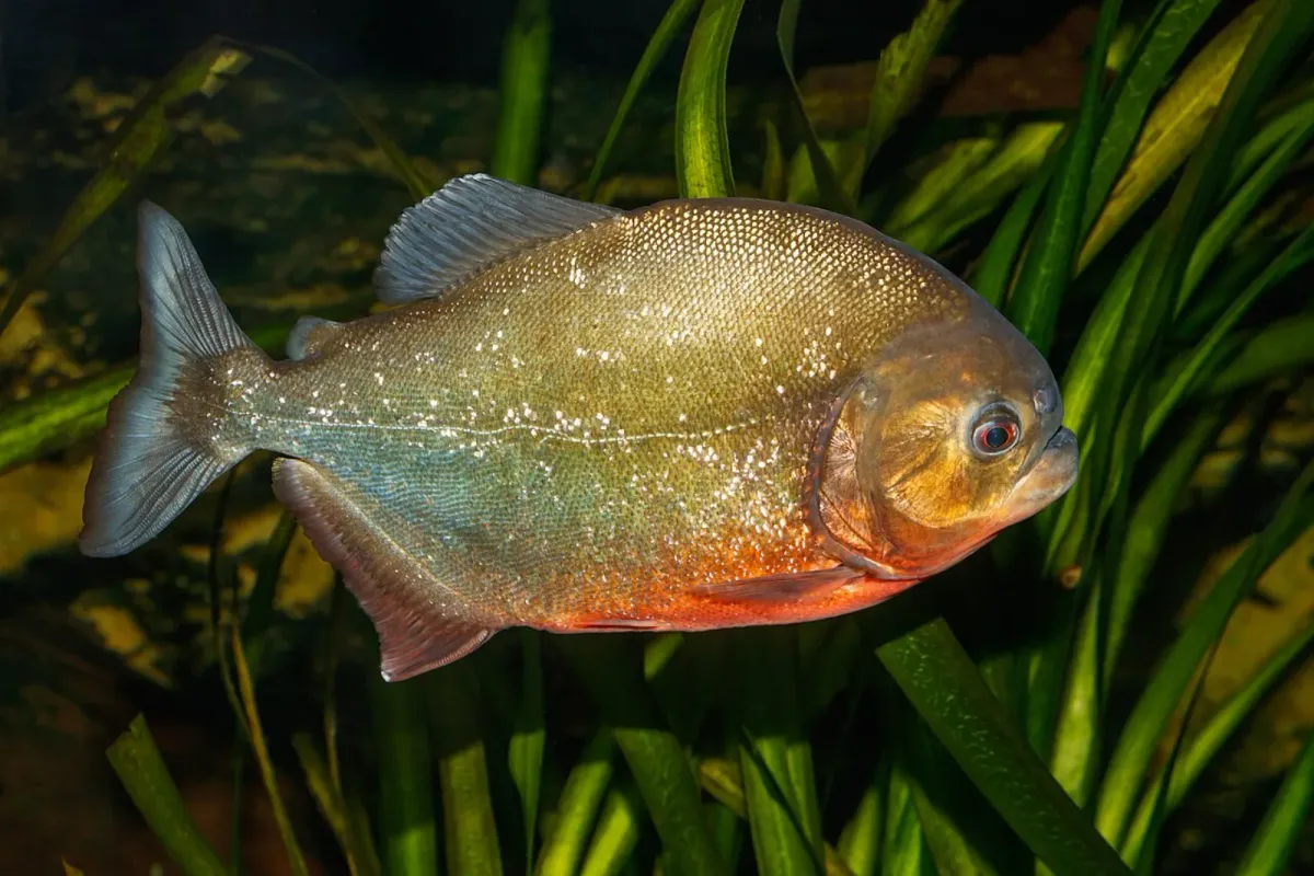 Red piranha