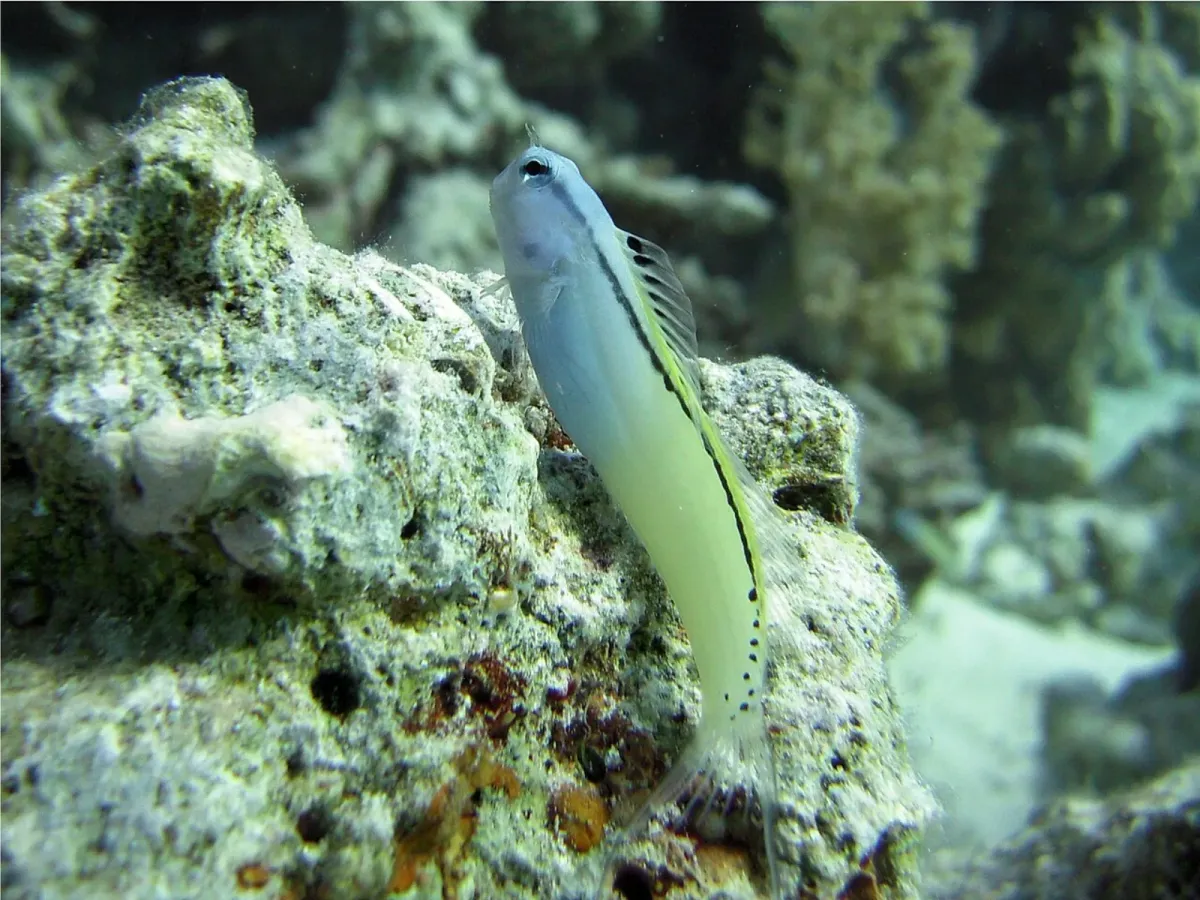 Red Sea mimic blenny