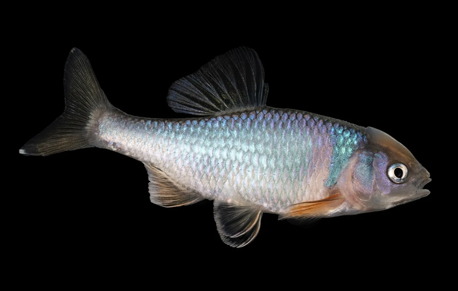 Red shiner