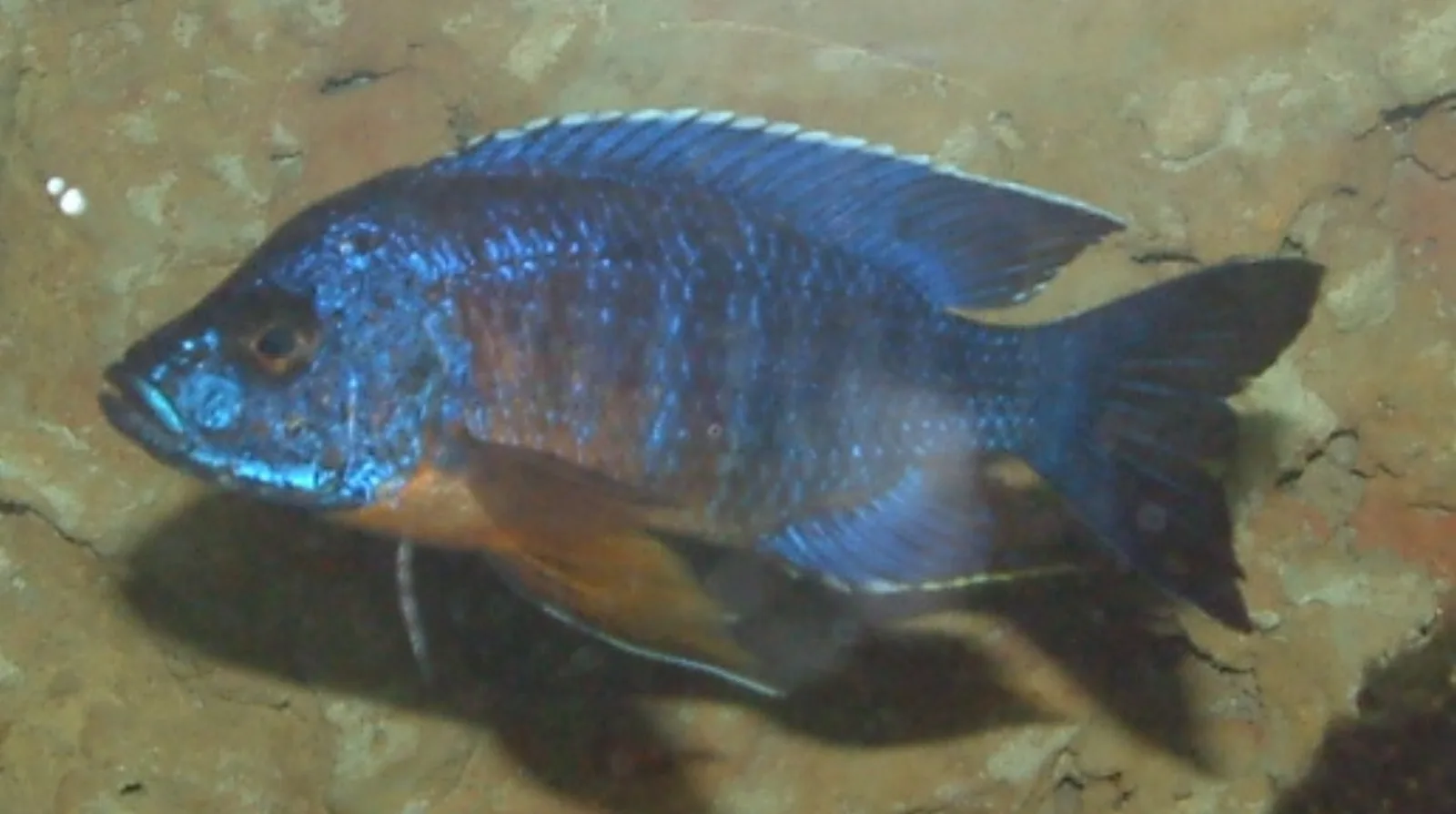 Red shoulder peacock