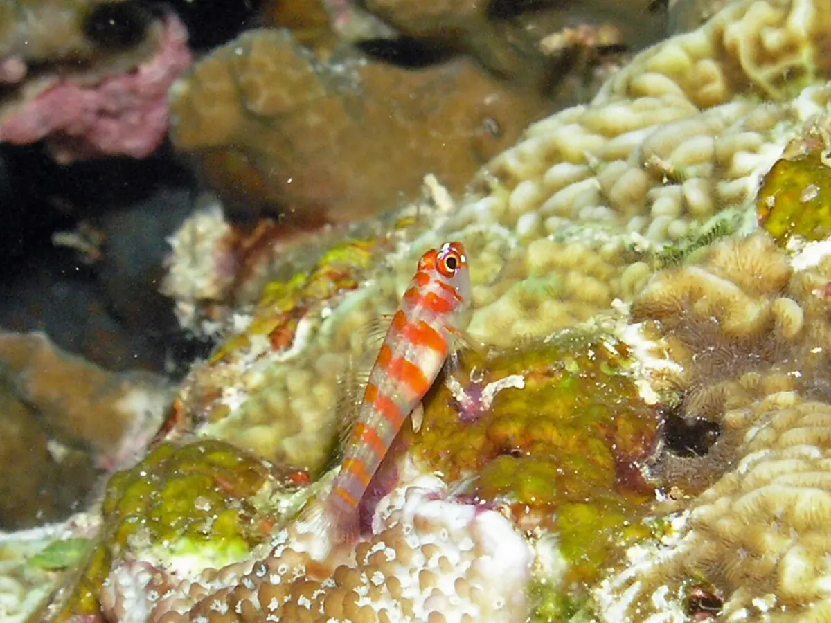 Red striped goby