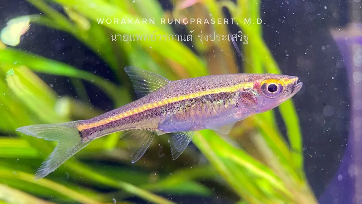 Red-striped rasbora