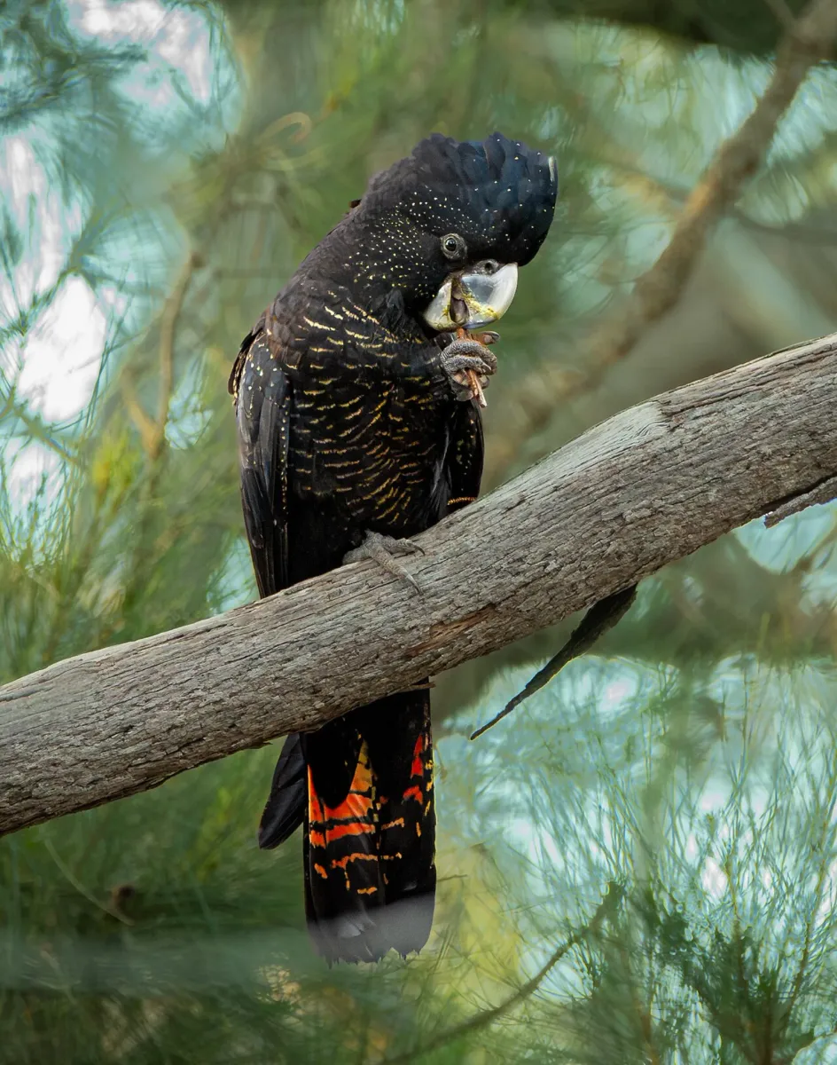 Red-tailed black cockatoo