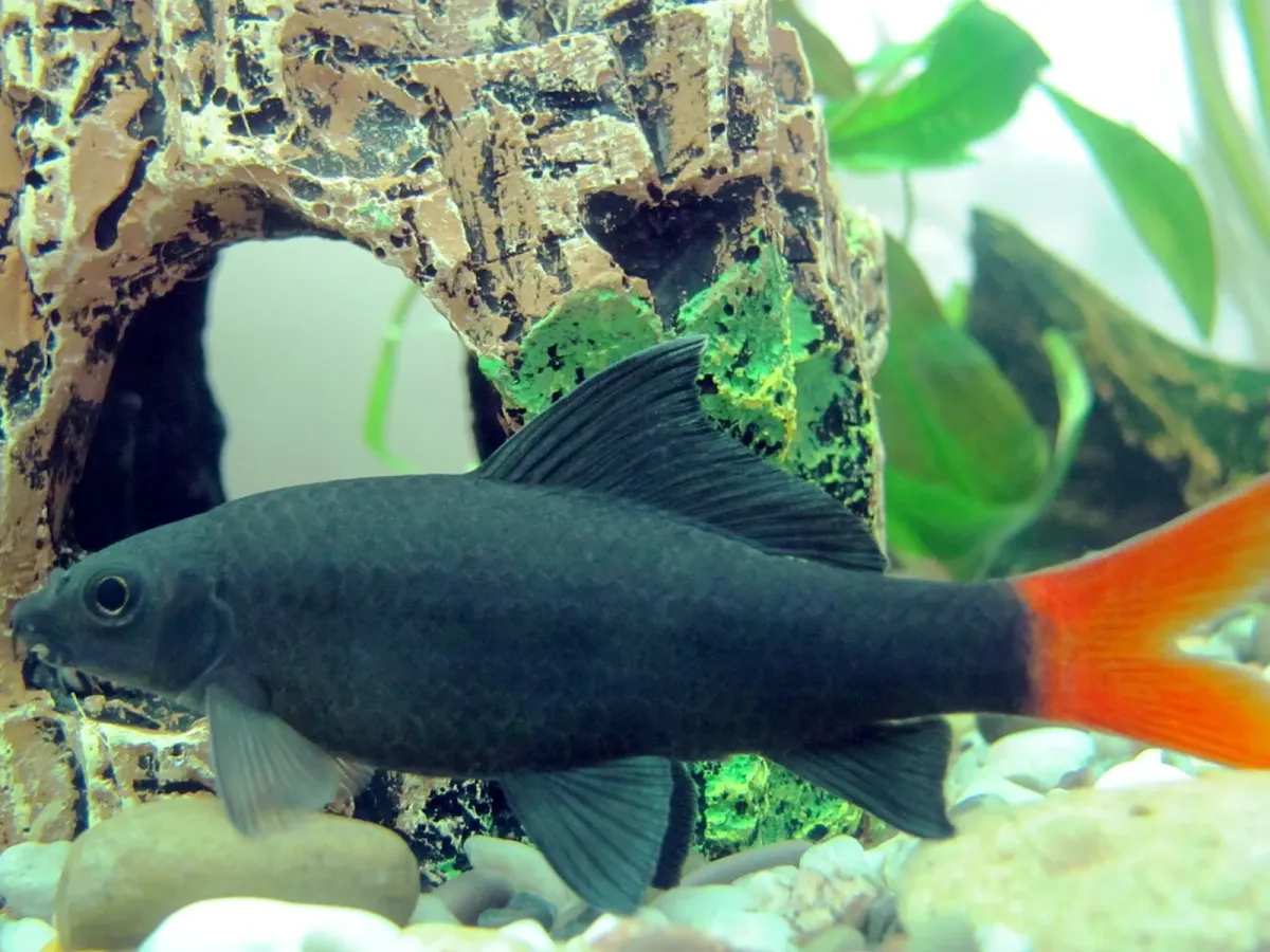 Red-tailed black shark