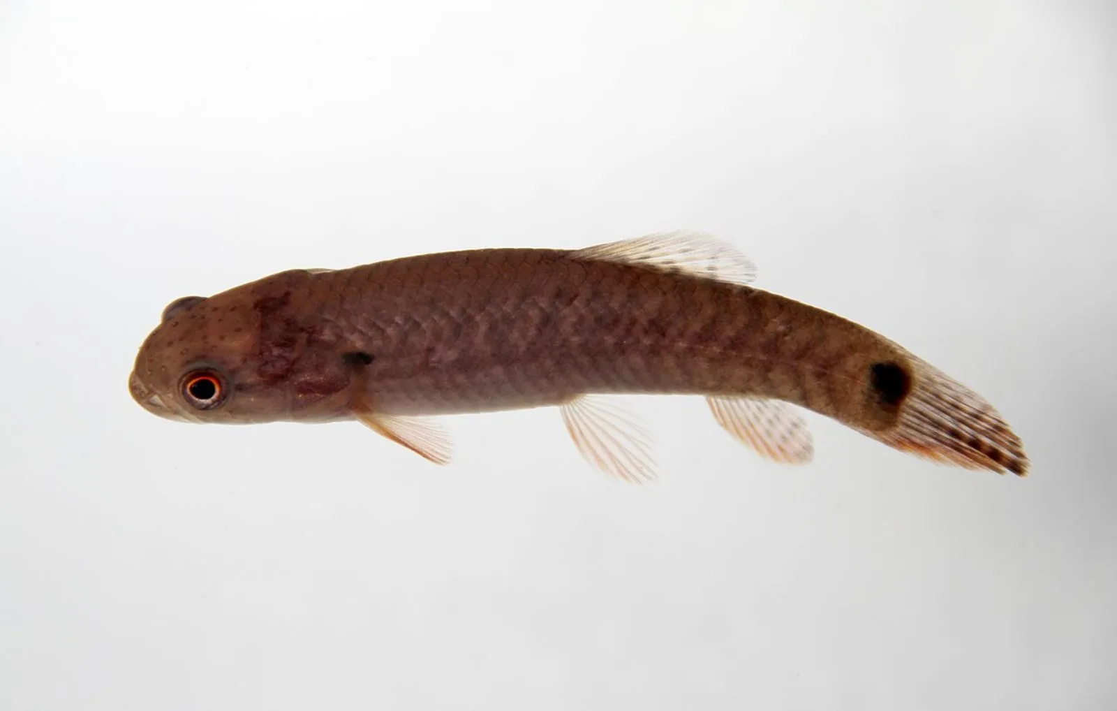 Red wolf fish