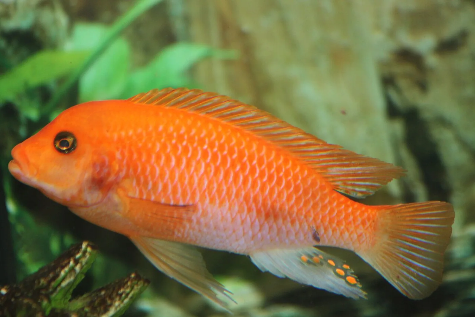 Red zebra cichlid