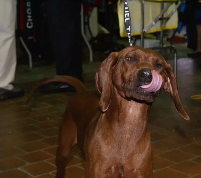 Redbone Coonhound