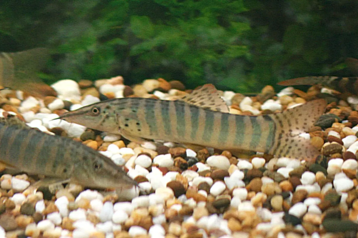 Redfin tiger loach