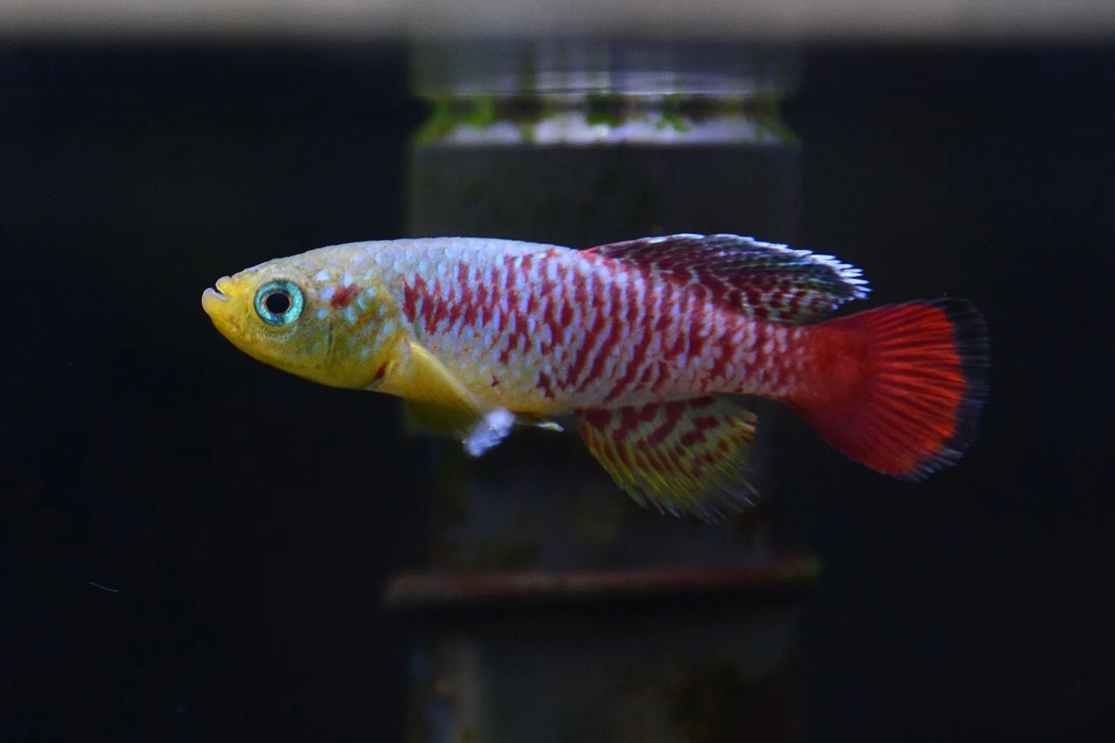 Redtail notho