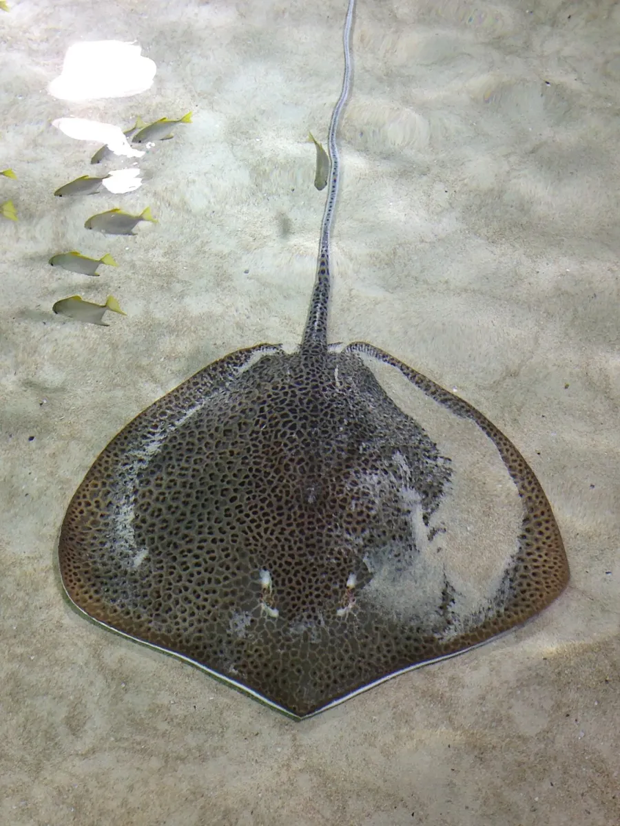 Reticulated whiptail ray