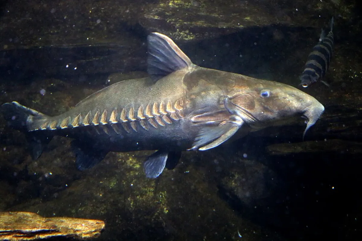 Ripsaw catfish