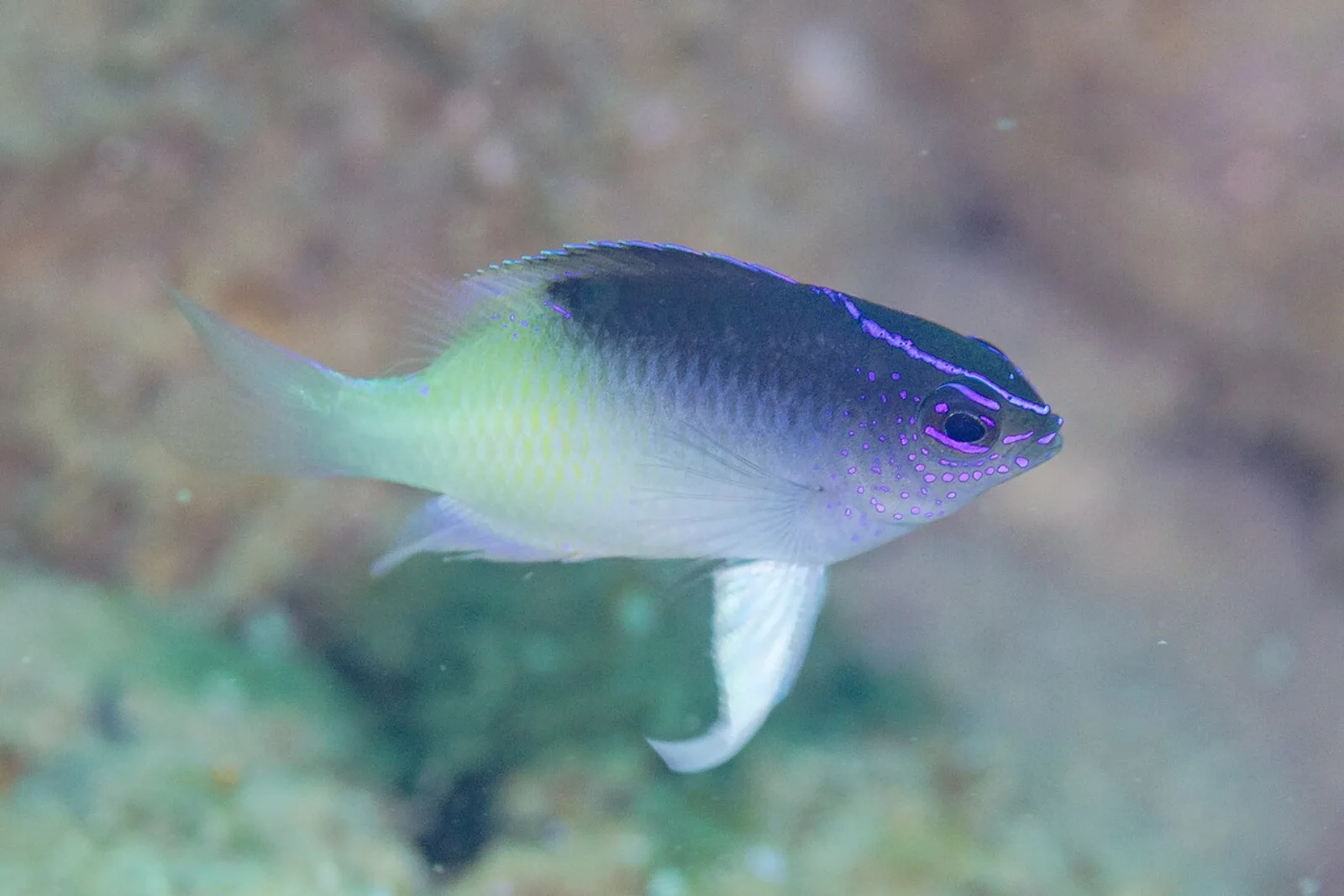 Rolland's demoiselle
