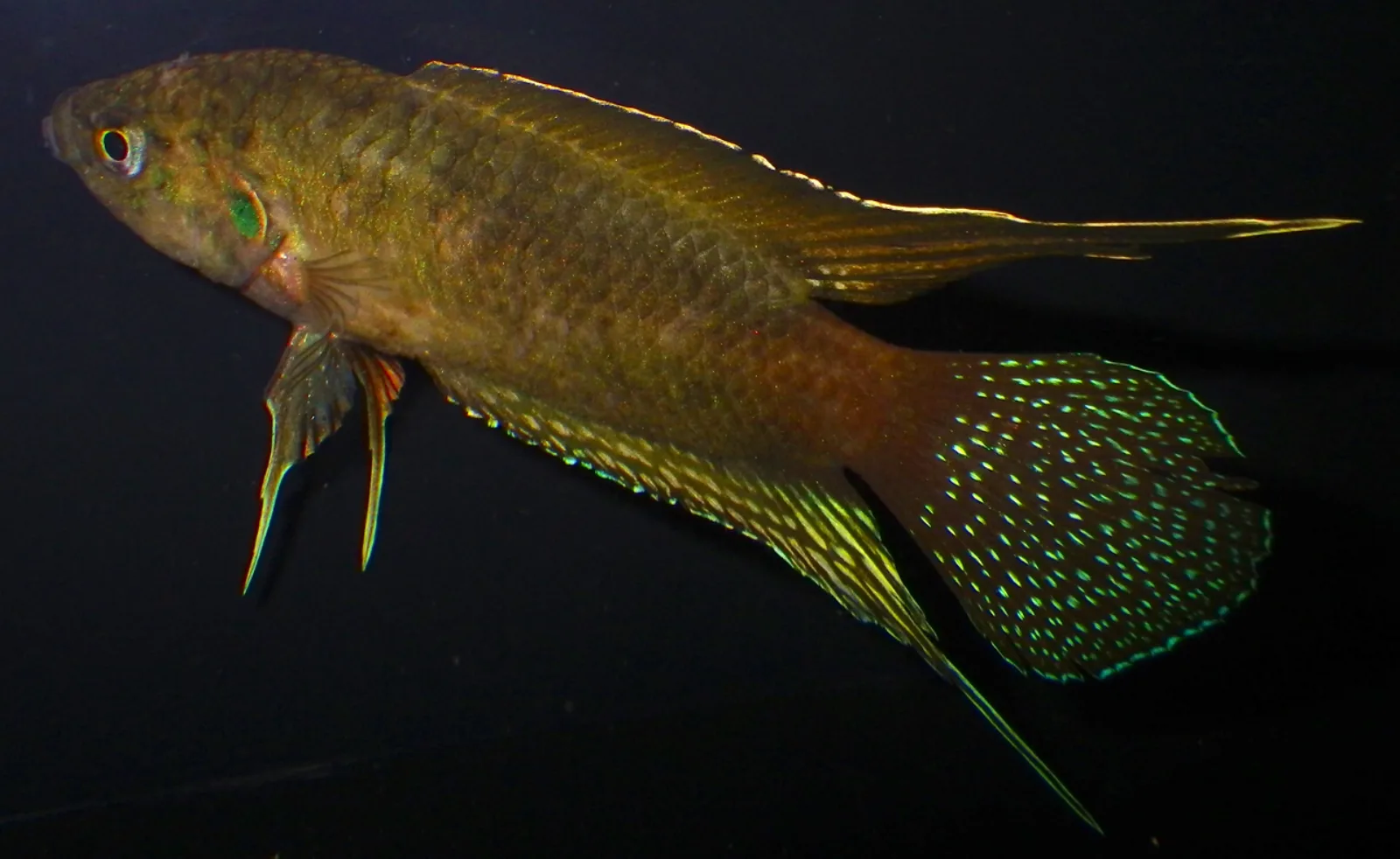 Round tail paradisefish