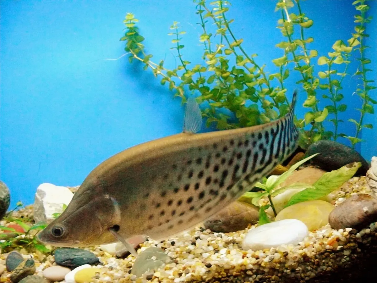 Royal knifefish