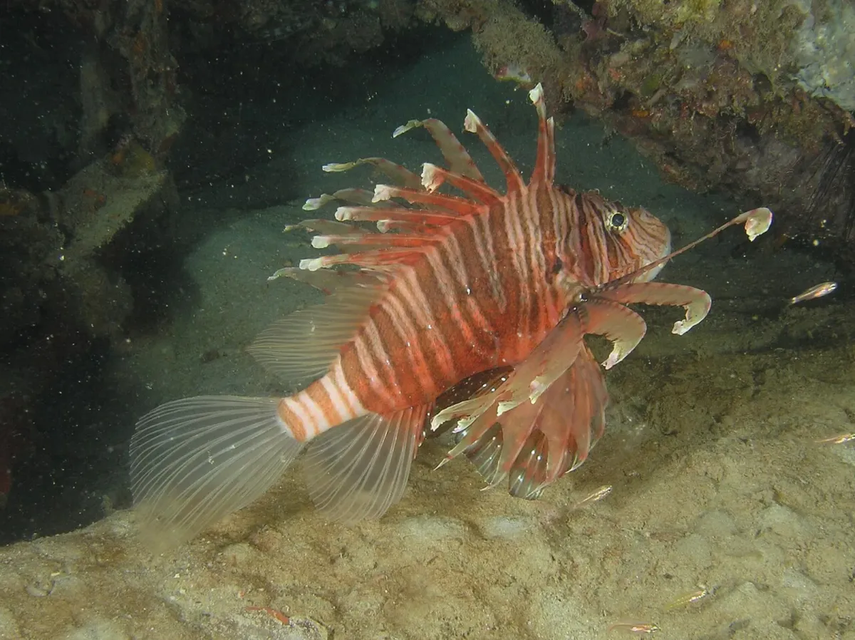 Russell's lionfish