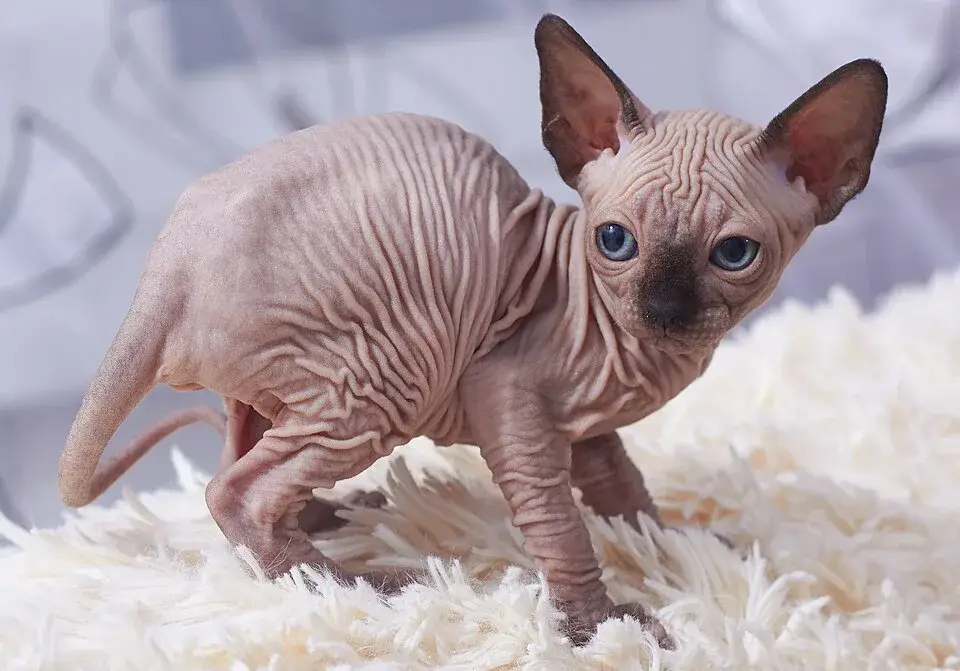 Russian Blue