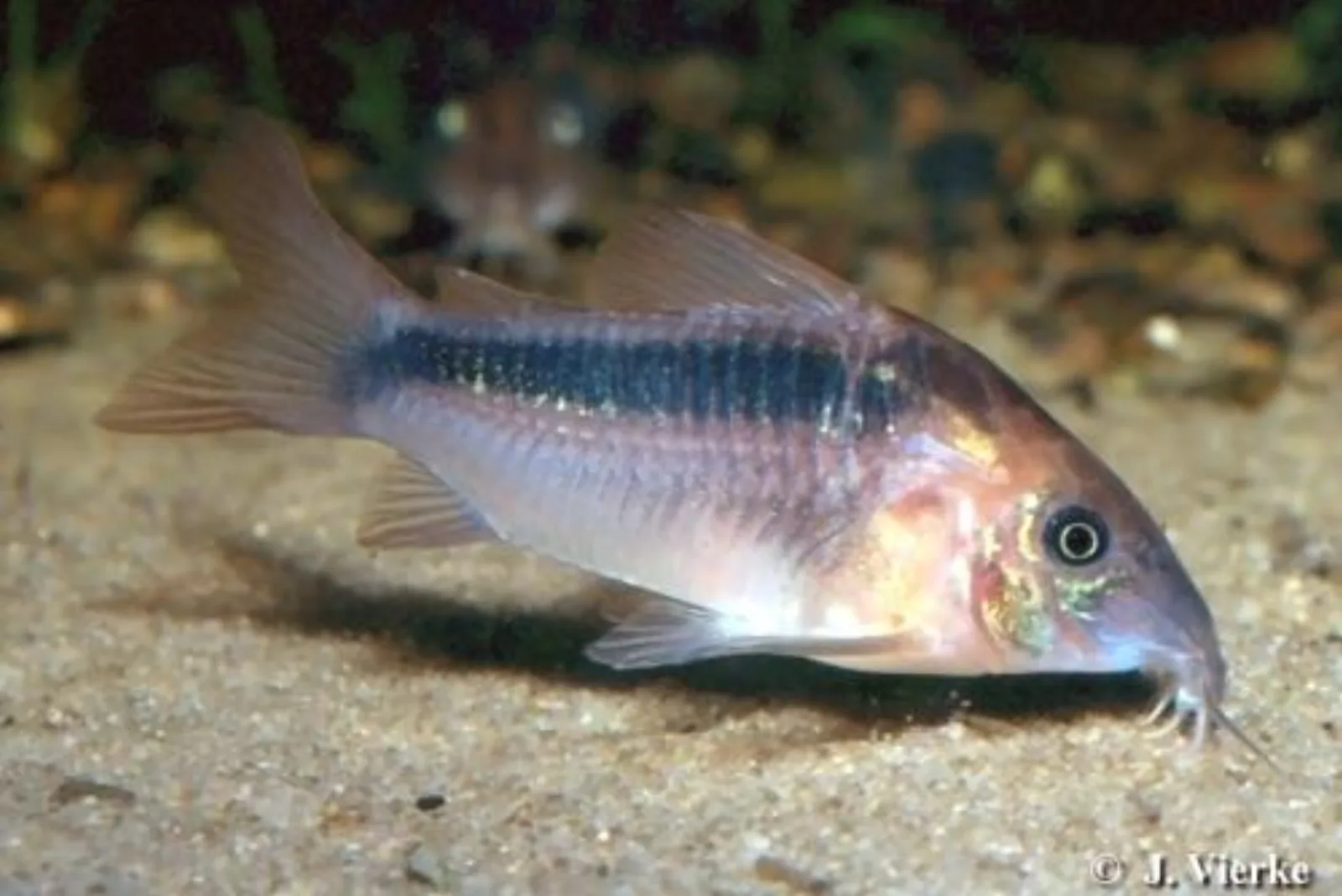 Rust corydoras