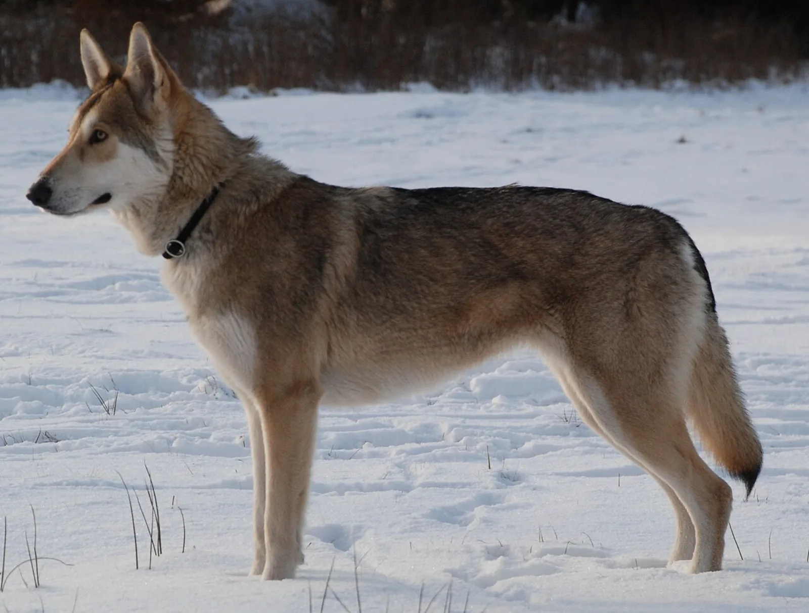 Saarloos Wolfdog
