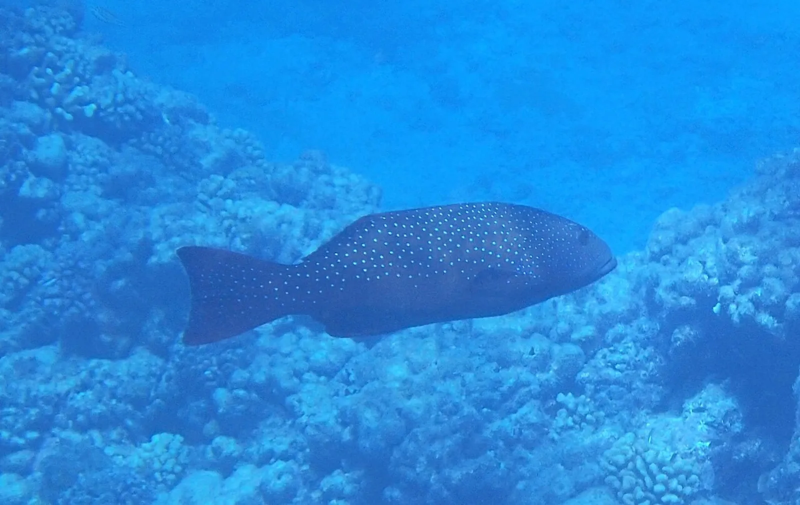 Saddle grouper