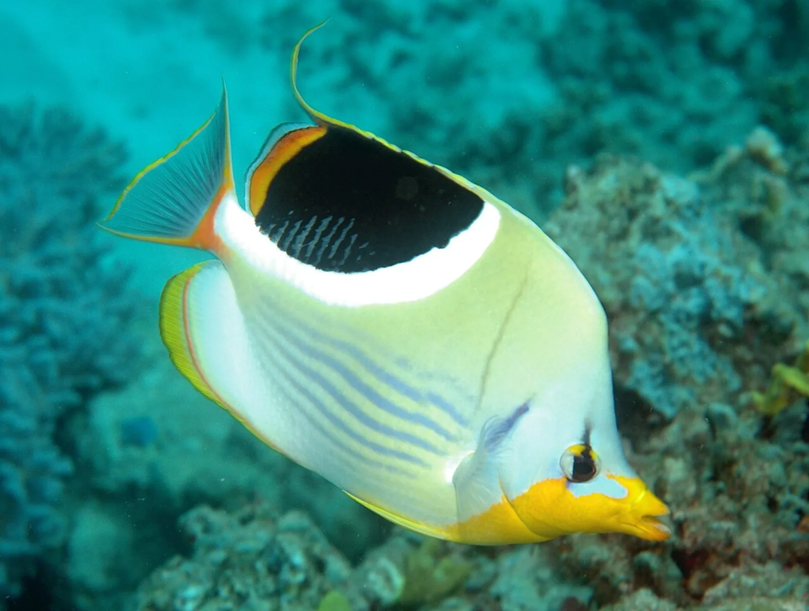 Saddleback butterflyfish
