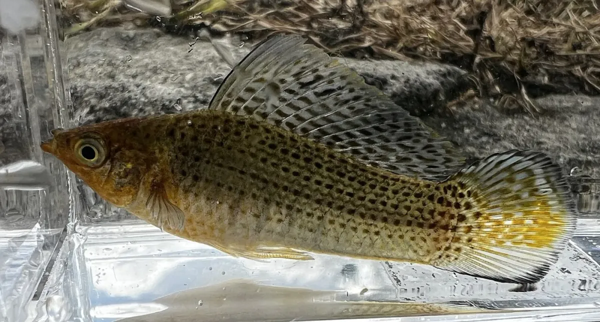 Sailfin molly