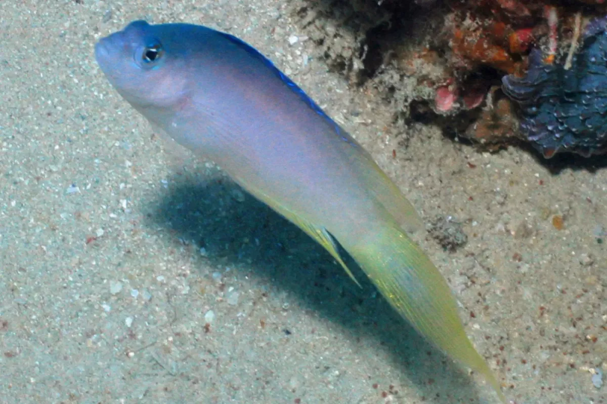 Sailfin pseudochromis
