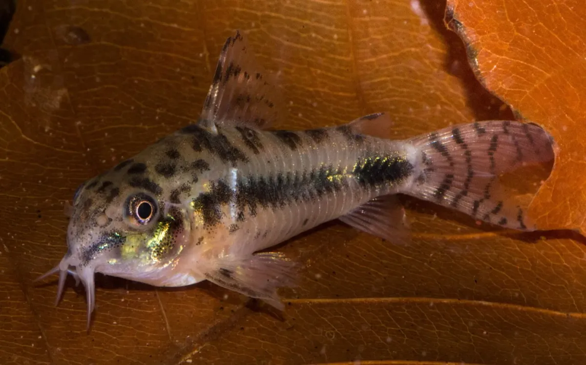 Salt and pepper catfish/corydoras