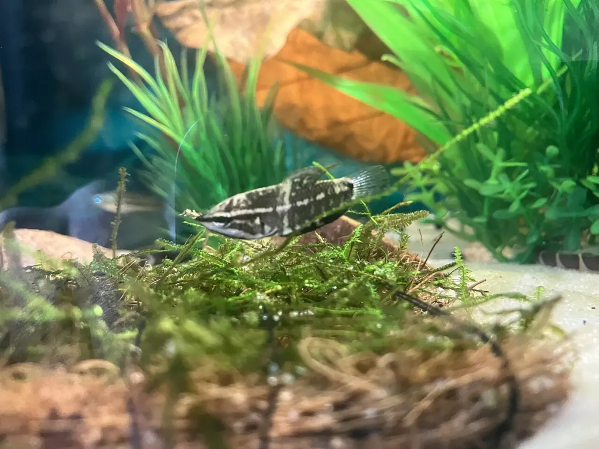 Samurai gourami