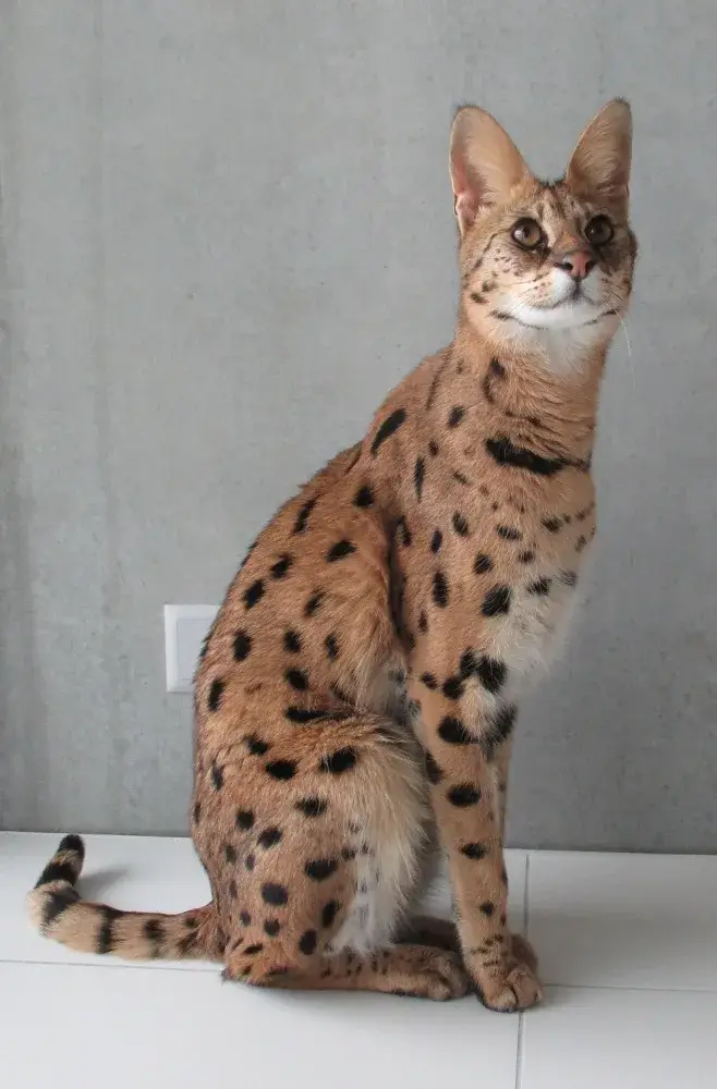 Savannah