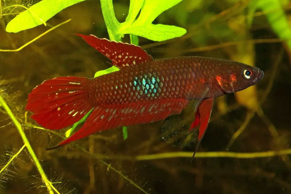 Scarlet betta