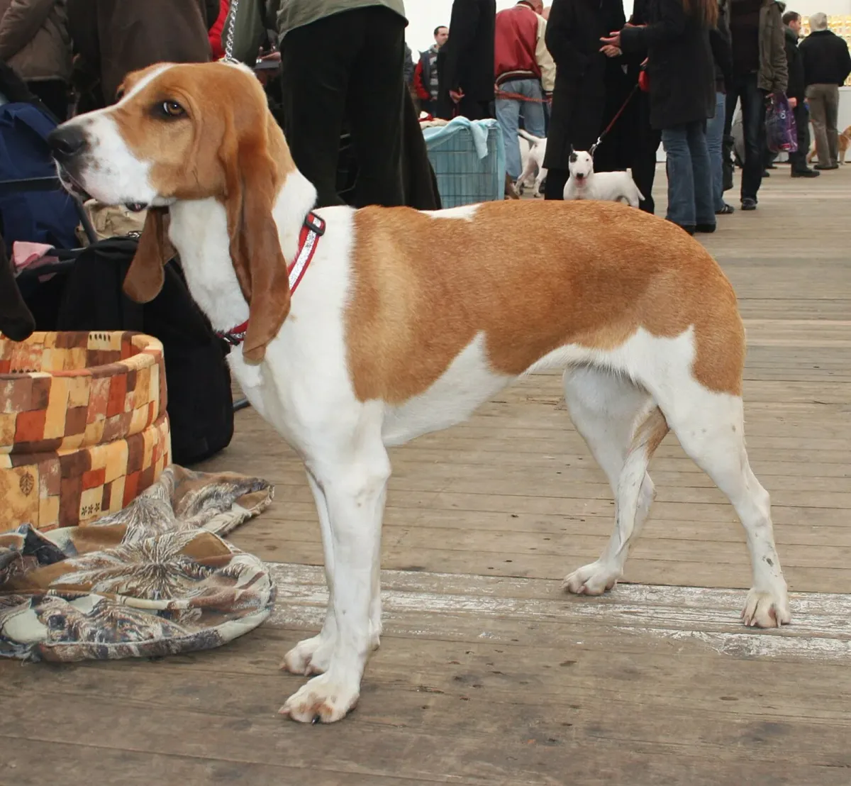 Schweizer Laufhund