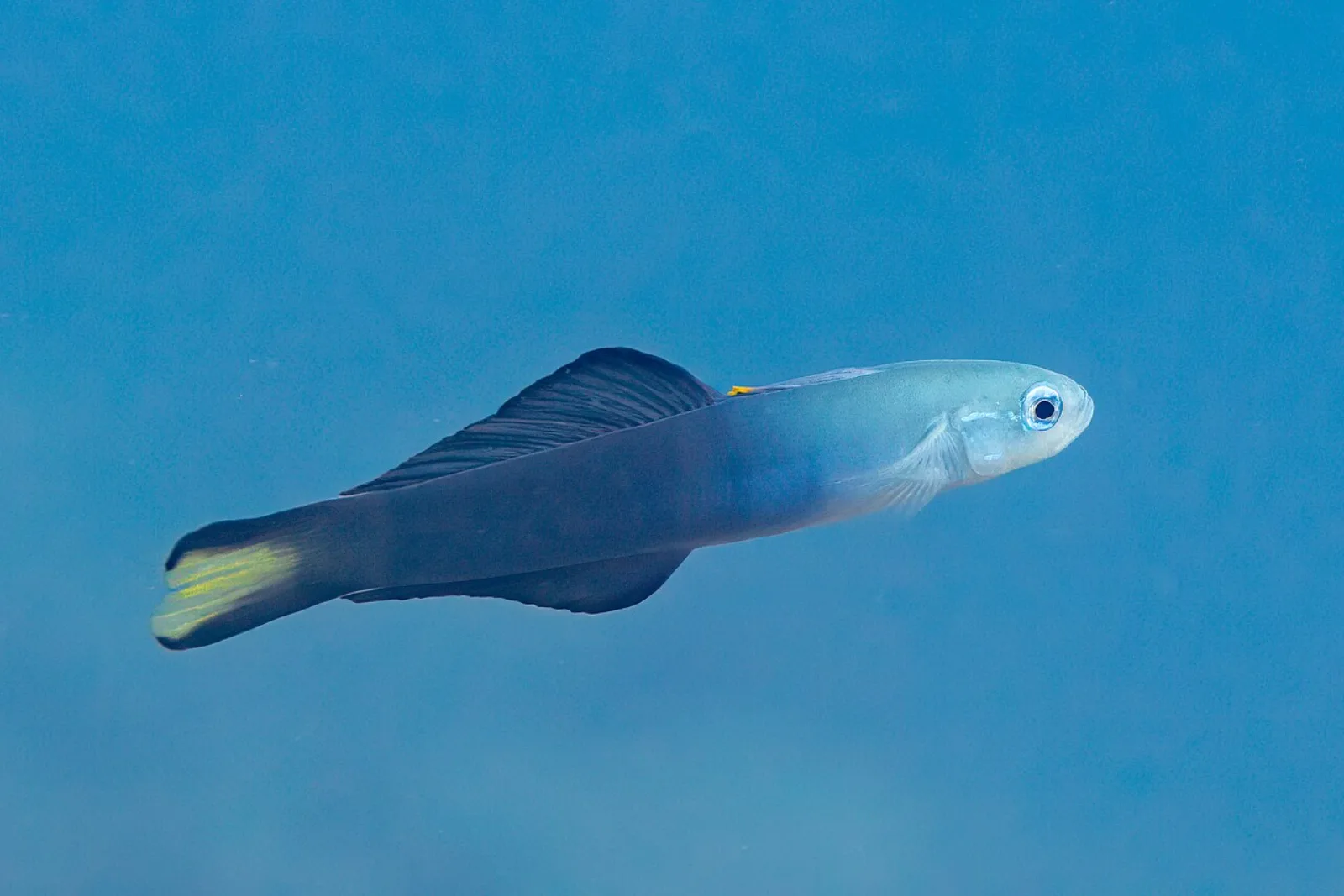 Scissortail dartfish