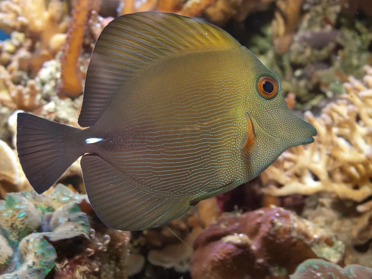 Scopas tang