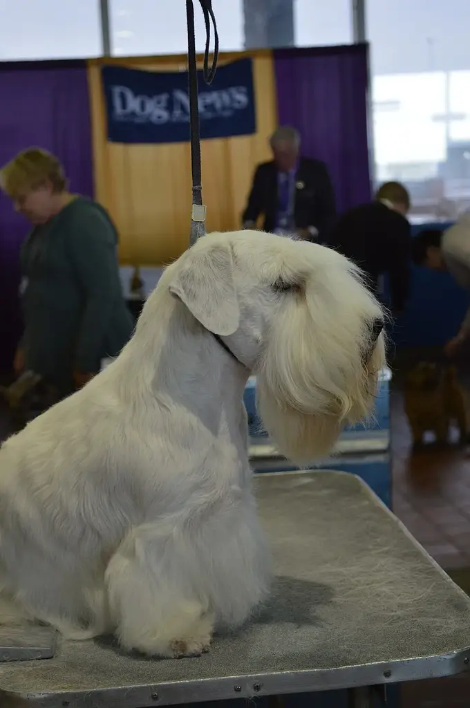 Sealyham Terrier