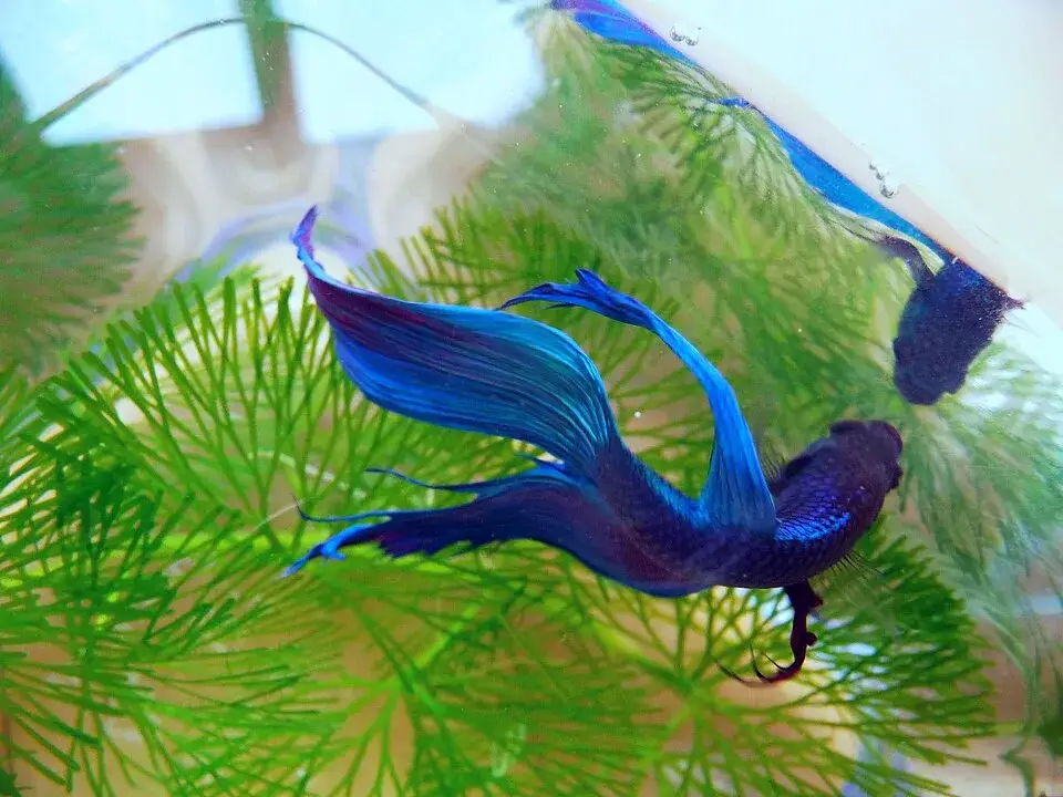Siamese fighting fish