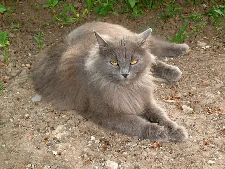 Siberian