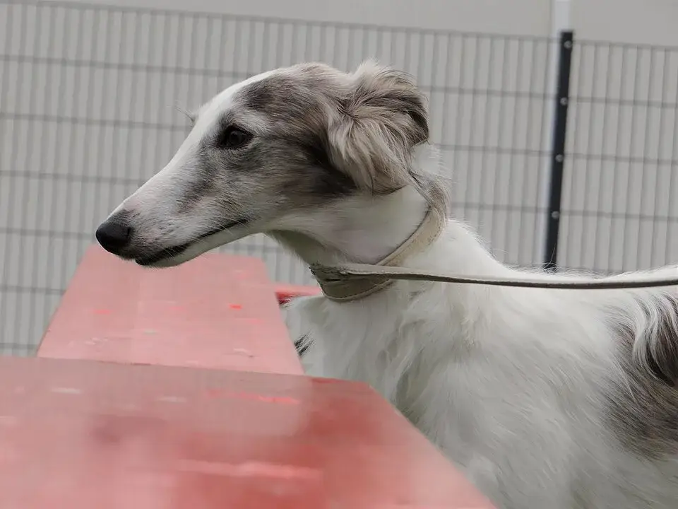 Silken Windhound