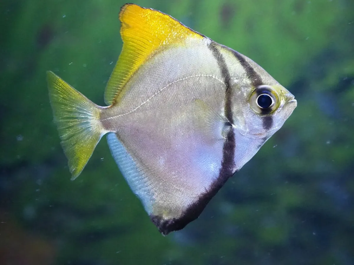 Silver moony